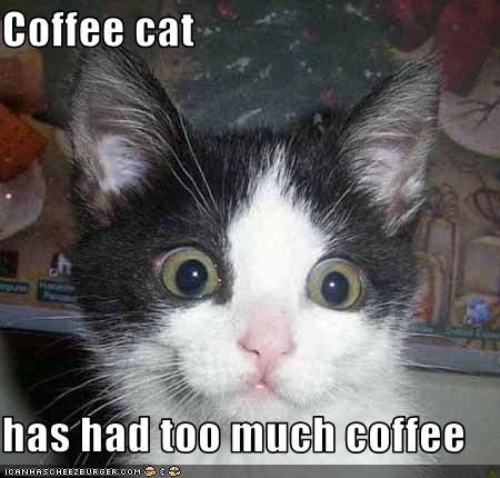 I'm thinking about getting some coffee but I know 4am will eventually look like this. Snapchat Funny, Tuxedo Cat, What Do You Mean, Funny Cat Pictures, Grumpy Cat, Funny Cat Videos, Funny Animal Pictures, Animal Memes, Cat Photo