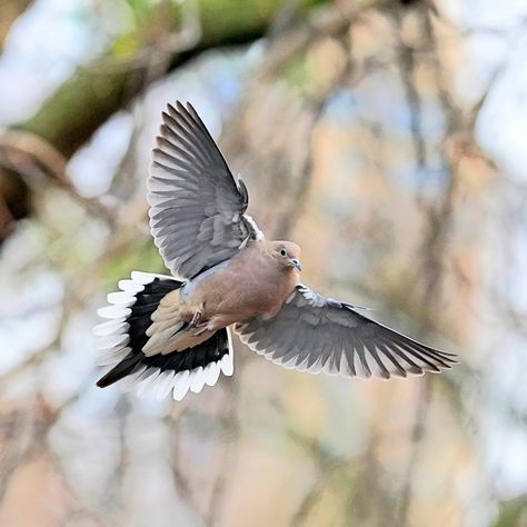 Dove In Flight, Morning Dove, Dove Flying, Bird In Flight, Bird Illustration, In Flight, Birds In Flight, Pigeon, Sea Life