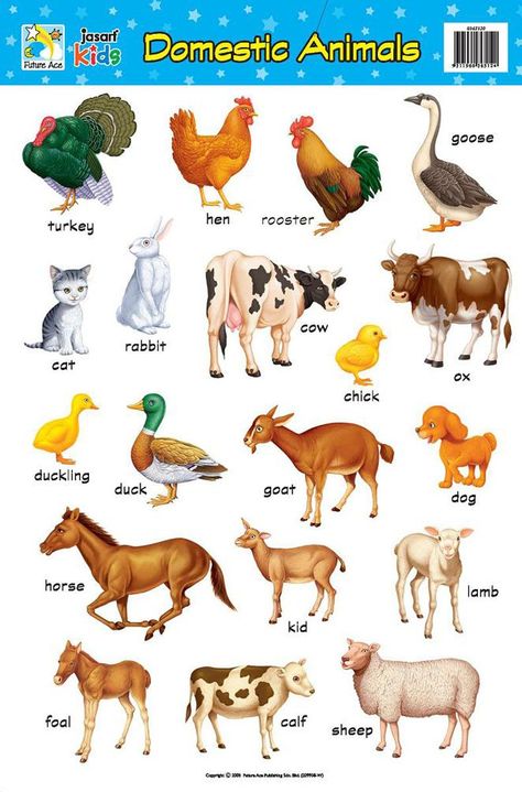 Domestic Animals Chart 44E Domestic Animals Chart, Animals Name With Picture, Animals Chart, Farm Animals Pictures, Animal Pictures For Kids, Farm Animals Preschool, Animals Name In English, Preschool Pictures, Animal Activities For Kids