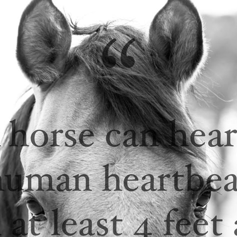 Believe Ranch & Rescue on Instagram: "📌 “A horse can hear a human heartbeat from at least 4 feet away. They hear intention, they feel vibe - they are the tellers of self and the mirrors of souls”

📸 Wrangler our 15yr old Rescue Horse
Pic by @we_can_be_heroes_just_for1_day" Horse Rescue, In A Heartbeat, Horses, Human