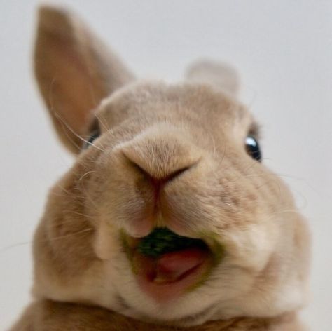 Happy bunny! Happy Bunny Aesthetic, Rabbit Funny Face, It’s Happy Bunny, Happy Rabbit, Cute Sweets, Rabbit Meme, Happy Bunny, Illustration Cute, Cute Baby Bunnies