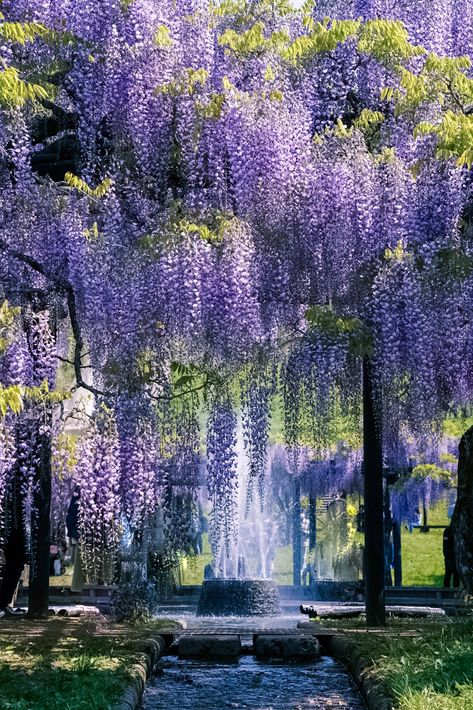 Landscape Photography Beach, Wisteria Tree, Purple Wisteria, Unique Trees, Winter Wallpaper, Beautiful Flowers Pictures, Flower Field, Wisteria, Flowers Photography