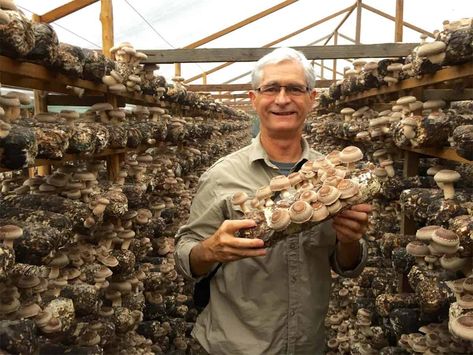 From Farm to Table: The Real Mushrooms Business & Story % Mushroom Business, Chinese Mushrooms, Growing Mushrooms At Home, From Farm To Table, Business Mission, Cottagecore Mushroom, Shade House, Mushroom Cultivation, Garden Mushrooms