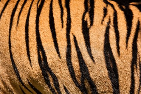 Tiger skin. Texture or background , #AD, #skin, #Tiger, #background, #Texture #ad Tiger Stripe Tattoo, Stripe Tattoo, Tiger Makeup, Tiger Drawing, Draw Animals, Tiger Skin, Tiger Pattern, Tiger Design, Bengal Tiger