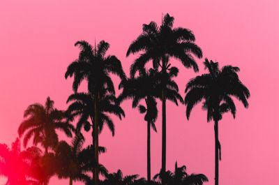 Palm Trees, Trees, Orange, Pink