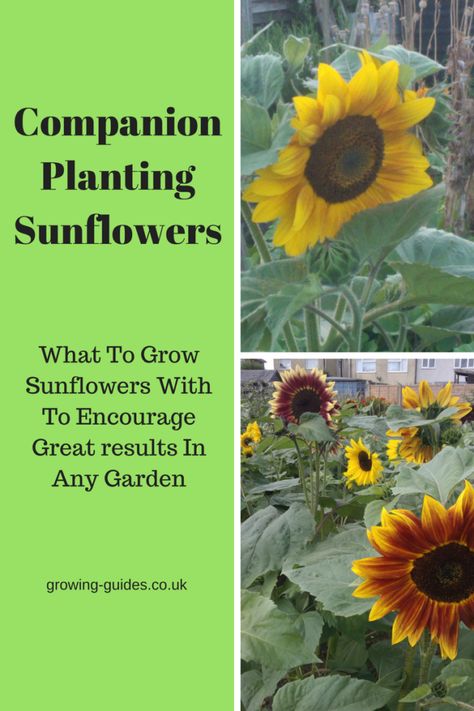 Sunflowers In Vegetable Garden, Sunflower Planter Ideas, Sunflowers Planting Ideas, Sunflower Companion Plants, Sunflowers Growing, Perennial Sunflower, Allotment Ideas, Companion Planting Chart, Tomatoes In Containers