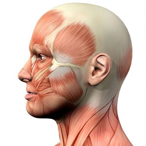 Face Muscles Anatomy, Facial Muscles Anatomy, Anatomy Muscles, Side View Of Face, Anatomy 101, Human Muscle Anatomy, Muscles Of The Face, Human Body Anatomy, Muscle Anatomy