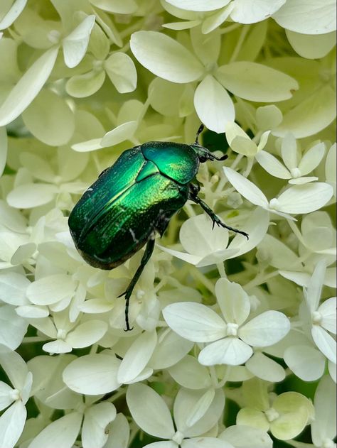 Green Beetle Aesthetic, Beetle Enclosure, Beetles Aesthetic, Insect Aesthetic, Beetle Aesthetic, Bugs Drawing, Old Bug, Field Journal, Green Beetle