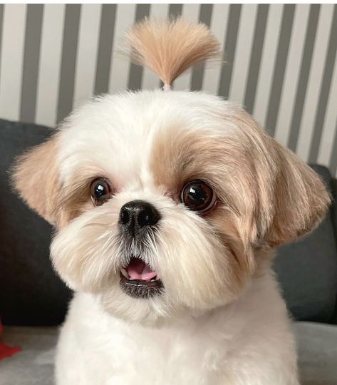 Shitzu Haircuts, Shitzu Dogs Haircuts, Shih Tzu Haircuts, Perro Shih Tzu, Chien Shih Tzu, Shitzu Dogs, Shih Tzu Grooming, Shitzu Puppies, Beautiful Dog Breeds