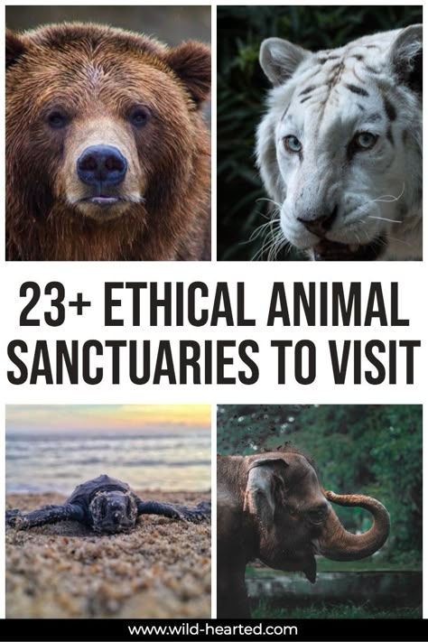 Looking for the best animal sanctuaries in the world to visit but not sure how to know if it's ethical or not? Make sure to check out this list of 23+ best animal sanctuaries in the world.   animal sanctuary farm | best animal sanctuaries | vegan animal sanctaury | vegan sanctuary | ethical animal tourism | sustainable travel | responsible travel | vegan travel | ethical travel | #animalsanctuaries #animaltourism #ethicalanimaltourism Animal Sanctuary Aesthetic, Animal Sanctuary Ideas, Sanctuary Animals, Farm Animal Sanctuary, Wild Animal Sanctuary, Wildlife Sanctuary India Map, Wildlife Sanctuary India, Ethical Travel, Farm Sanctuary