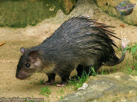 African brush-tailed porcupine African Porcupine, Animal Poses, Fakemon Ideas, Fun Animals, Animal Categories, Unusual Animals, Zoology, Weird Animals, Rodents