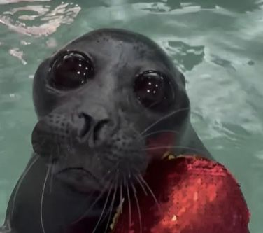 Baikal Seal, Funny Seals, Cute Seals, Underwater Animals, Cute Games, Silly Images, Silly Animals, Sea Lion, Silly Cats