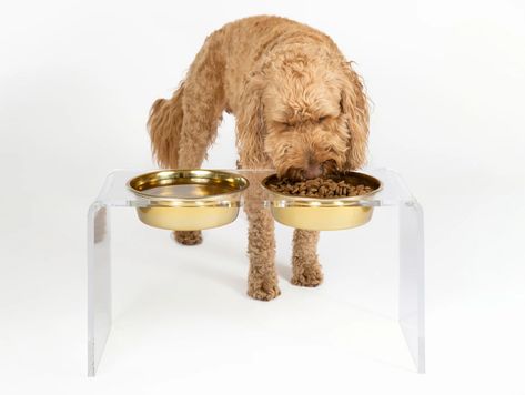 Are Elevated Dog Bowls Good For Your Dog – Hiddin Clear Aesthetic, Raised Dog Bowls, Elevated Dog Bowls, Gold Bowl, Puppy Bowls, Dimensional Wall Art, Dog Water Bowls, Clear Bowls, Stainless Steel Bowls