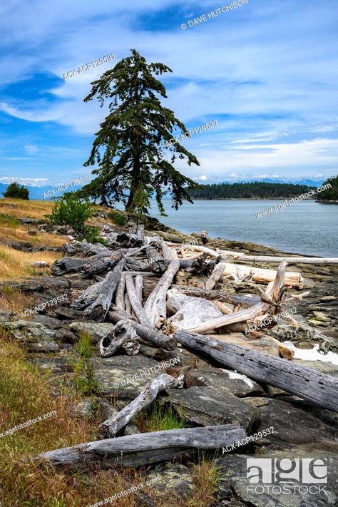 Drumbeg Park, Gabriola Island, near Nanaimo, Vancouver Island, BC, Canada, Stock Photo, Picture And Rights Managed Image. Pic. ACX-ACP129532 | agefotostock Gabriola Island, Canada Photos, Ocean Park, Beach Beauty, Bc Canada, British Columbia Canada, Vancouver Island, Travel And Tourism, Photo Library