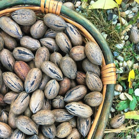 Do you have or know of a mature pecan tree in your area? Keep an eye on your tree(s) and when they drop their nuts don't delay! Gently shake the pecan tree's branches using the long pole to encourage ripe nuts to fall to the ground. Remove the outer husks. Inside, you'll find the prized pecans.⁠ They're delicious in pies, salads, or enjoyed on their own. ⁠ Click for our free newsletter of seasonal tips for land-based living delivered straight to your inbox! Gardening Beds, Seasonal Aesthetic, Backyard Food, Living Off Grid, Pecan Tree, Newsletter Signup, Food Forest, Natural Building, Aesthetic Decor