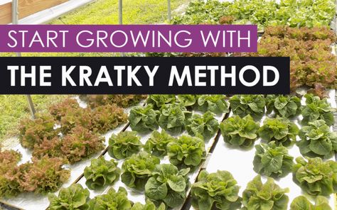 Kratky Method, Commercial Farming, Aquaponics Diy, Hydroponics Diy, Growing Lettuce, Aquaponic Gardening, Pond Liner, Grow System, Garden Vines