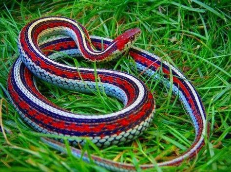 Red & white snake Snake Photos, Garter Snake, Colorful Snakes, Heat Lamp, Beautiful Snakes, Snake Venom, Reptile Snakes, Heat Lamps, Reptiles And Amphibians