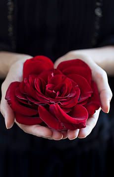 Womans hands holding a red rose by Nadine Greeff for Stocksy United Flowers Dp, Rose In Hand, South Africa Food, Rose Drawing Tattoo, Love Rose Flower, Girly Swag, Red Roses Wallpaper, Africa Food, Hand Photography