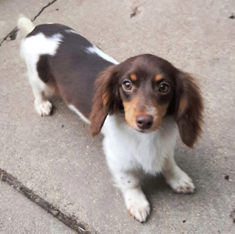 Tri Merle Dachshund Long Hair, Chocolate Piebald Dachshund, Dachshund Piebald, Chocolate Dachshund, Piebald Dachshund, Long Haired Miniature Dachshund, Fit Dogs, Japanese Spitz, Long Haired Dachshund