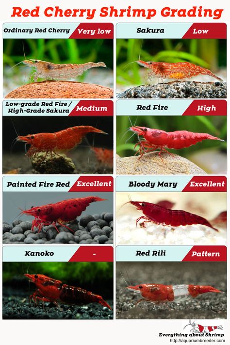 Red Cherry Shrimp Grading Pet Shrimp, Red Cherry Shrimp, Cherry Shrimp, Aquaponics Diy, Tropical Fish Aquarium, Tropical Freshwater Fish, Fresh Water Fish Tank, Shrimp Tank, Aquarium Landscape