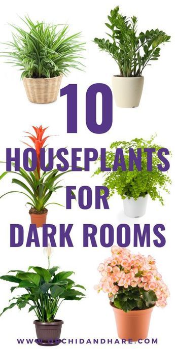 Plants For Dark Rooms, Water Indoor Plants, Best House Plants, Low Light House Plants, Dark Rooms, Indoor Plants Low Light, Easy Care Houseplants, Houseplants Low Light, Easy House Plants