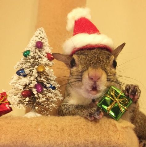 Squirrel Pics, Eastern Gray Squirrel, Funny Christmas Pictures, Christmas Squirrel, Squirrel Pictures, Squirrel Funny, Merry Christmas Pictures, Christmas Memes, Funny Cats And Dogs