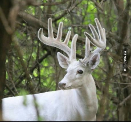 Albino buck spotted in NY Bluebell Forest, Albino Deer, Axis Deer, Big Deer, White Hart, Deer Pictures, Whitetail Bucks, Fallow Deer, Albino Animals