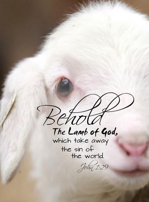 Behold the Lamb of God... John 1 29, Behold The Lamb Of God, The Lamb Of God, What I Like About You, Jesus Christ Superstar, Lamb Of God, A Sheep, The Lamb, Thanksgiving Crafts