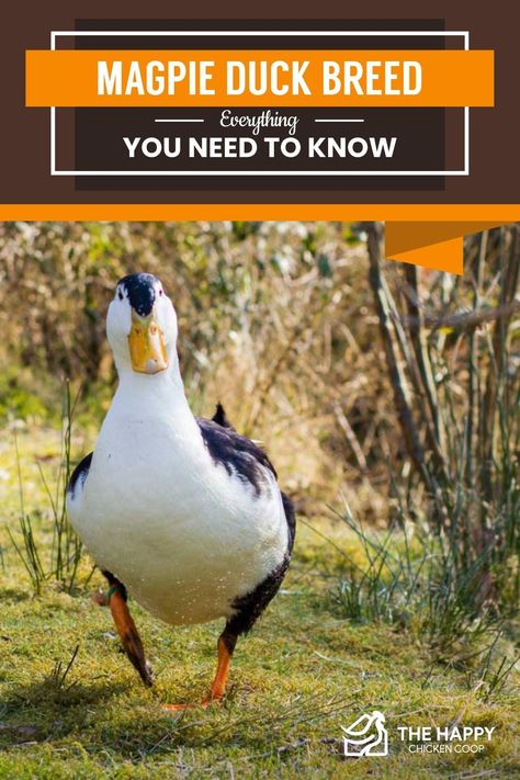 This is an article all about the Magpie Duck Breed. You will learn all that you need to know about this beautiful breed. Magpie Ducks, Magpie Duck, Duck Raising, Backyard Farming Ideas, Farm Animals Ideas, Duck Habitat, Duck Treats, Duckling Care, Coturnix Quail