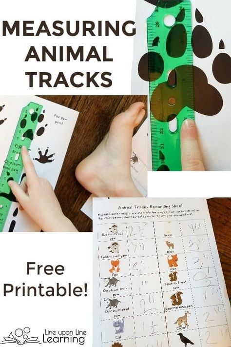 Free printable included! Measuring Animal Tracks is great practice for measuring with a nice connection to science learning. Learning Measurements | Teaching Kids to Measure | Learning Units of Measure | Inches | Feet | Pounds | Cups | Learning Lengths | Learning Heights | Learning Widths | Learning Weight #measurements #childhoodeducation #kidsactivities #learningmeasurements Wildlife Stem Activities, Forest Animal Unit Study, Animal Tracking Activities For Kids, Animal Steam Activities, Wildlife Activities For Kids, Animal Stem Activities For Kids, Animal Day Activities For Kids, Wild Animals Activities For Kids, Animal Math