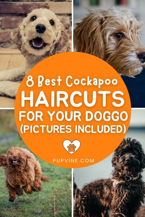 Cockapoo haircuts suggestions that will make your pup irresistible. Plus tips for easier grooming at home and tools you might need. Cockapoo Haircut, Cockapoo Grooming, Puppy Training Guide, Puppy Haircut, Dog Grooming Styles, Puppy Grooming, Cockapoo Dog, Puppy Cut, Dog Haircuts