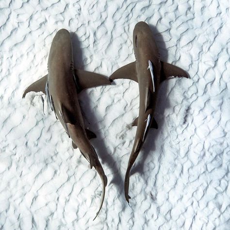 Heart Shark Tattoo, Shark Heart, Two Sharks, Sharks Swimming, Lemon Shark, Thresher Shark, Matching Tats, Shark Swimming, Shark Tattoos