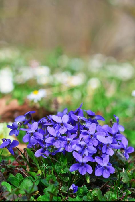 75 Flowers With Surprising Meanings - Meanings of Flowers Violet Flower Photography, Brittany Tattoo, Meanings Of Flowers, Violets Flower, Different Types Of Fences, Flower Dictionary, State Flowers, Violet Plant, Violet Flowers