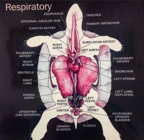 Turtle basic anatomy Alligator Snapping Turtle, Eastern Box Turtle, Basic Anatomy, Map Turtle, Tortoise Care, Red Eared Slider, Carotid Artery, Snapping Turtle, Box Turtle