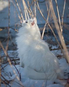 bygula is the daughter of bygul, she can become the cat in the first pic, then she can become the cat in the 2nd, her true form, she spends most of her time in asgard. Big White Cat, Norwegian Forest Cat White, White Cat In Snow, White Cat Photography, White Fluffy Cat, Fluffy White Cat, Cat Apparel, White Forest, Norwegian Forest