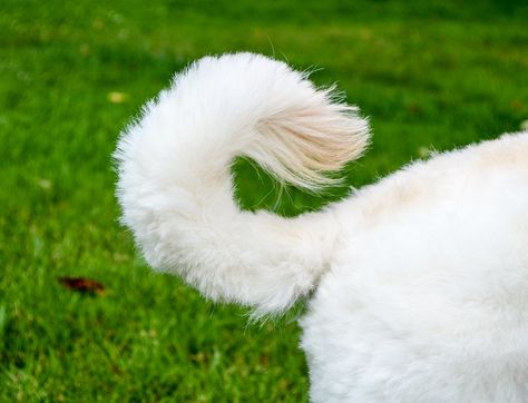 Goldendoodle Feet & Tail Grooming Shaved Goldendoodle, Labradoodle Haircut, Goldendoodle Haircuts, Dog Grooming Diy, Goldendoodle Grooming, Puppy Grooming, Puppy Coats, Dog Mommy, Dog Haircuts