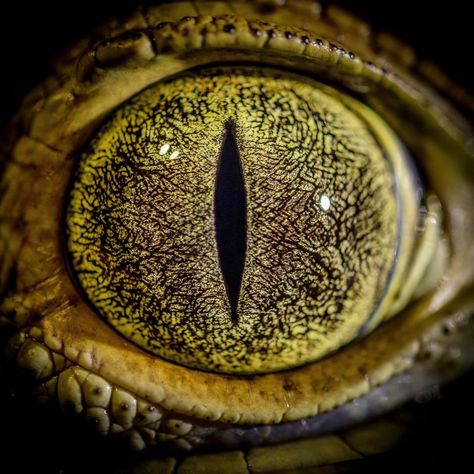 Photo @tbfrost  There is nothing new or special about this photograph. It is the eye of a caiman, a…” Different Types Of Turtles, Lizard Eye, Types Of Turtles, Regard Animal, Eyeball Art, Eye Close Up, Garden Balls, Monster Eyes, Eyes Artwork