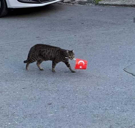 Home / Twitter Neko Boy, Turkish Flag, Art Nouveau Flowers, Turkish Culture, Cat Boarding, Stray Cat, Silly Cats, Beautiful Cat, Cat Life