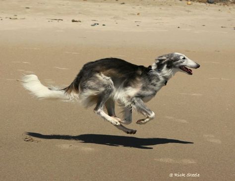 Borzoi Reference, Borzoi Running, Silken Windhound, Borzoi Dog, Animal Action, Kinds Of Dogs, Dog Runs, Wild Dogs, Whippet