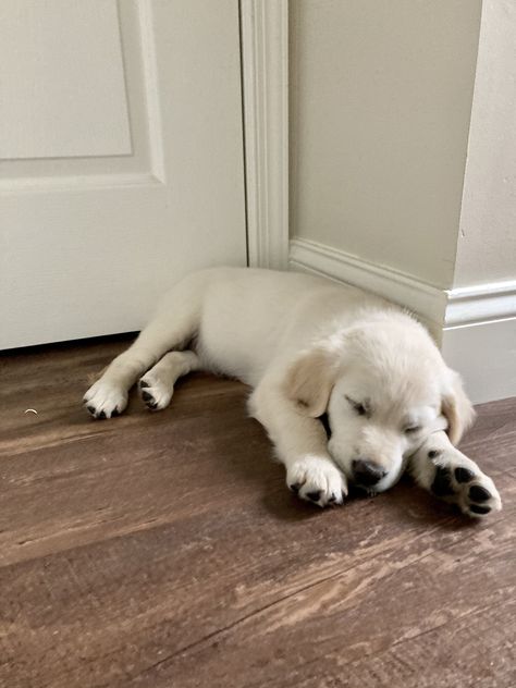 Cream Golden Retriever Puppy, English Cream Retriever, English Cream Golden Retriever Aesthetic, English Cream Golden Retriever Puppy, Cream Golden Retriever, White Golden Retriever, English Cream Golden Retriever, Golden Retriever English Cream, White Labrador Puppy