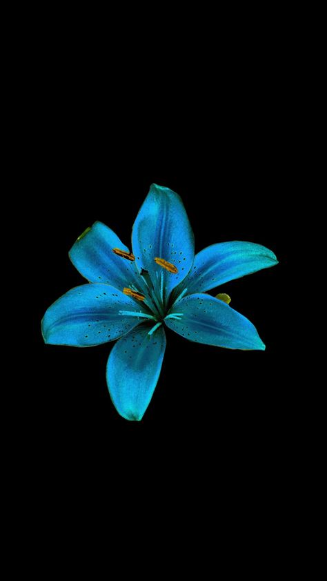 Flowers Black Background, Wallpaper Themes, Flowers Black, Iphone Wallpaper Themes, Aesthetic Pastel, Tropical Blue, Blue Hawaiian, Hawaiian Flowers, Aesthetic Pastel Wallpaper