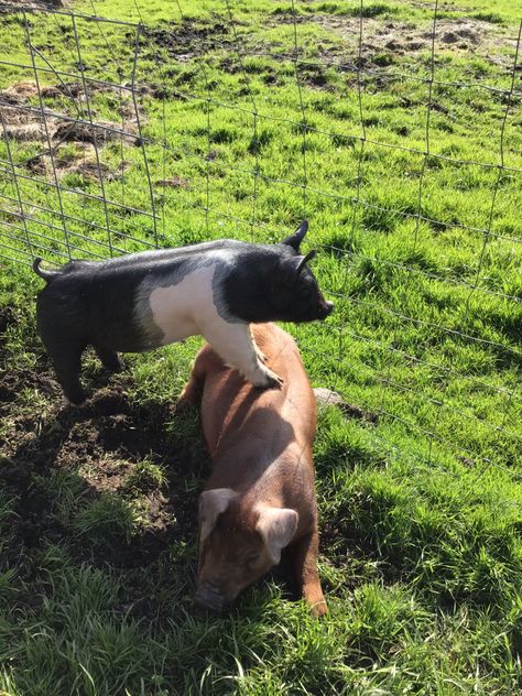 Show Pig Aesthetic, Show Pig Pictures, Goat And Pig Together, Show Pig Photography, Pigs On A Farm, Pig Showing, Pig Farming, Showing Livestock, Future Farms