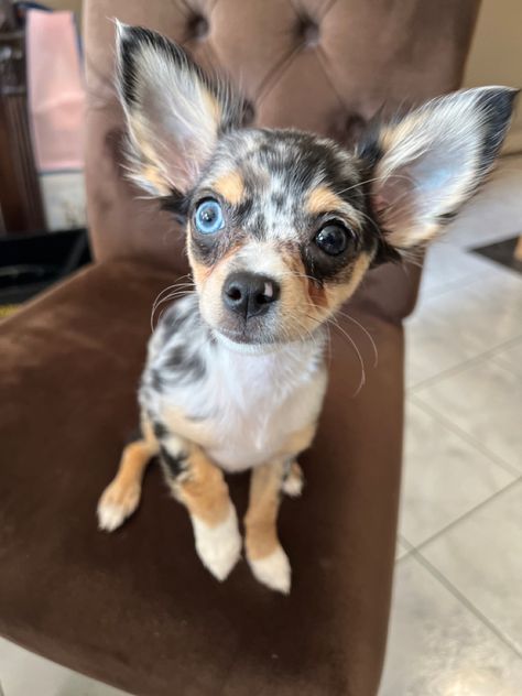 Blue Merle Chihuahua, Merle Chihuahua, Happy Brain, Brain Chemicals, Teacup Chihuahua Puppies, Puppy Ideas, Baby Chihuahua, Cute Chihuahuas, Long Haired Chihuahua