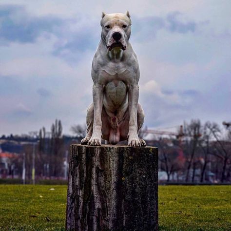 Dog Argentino, Dogo Argentino Dog, Kangal Dog, Corso Dog, Huge Dogs, Bully Dog, Aggressive Dog, Stop Worrying, Bully Breeds