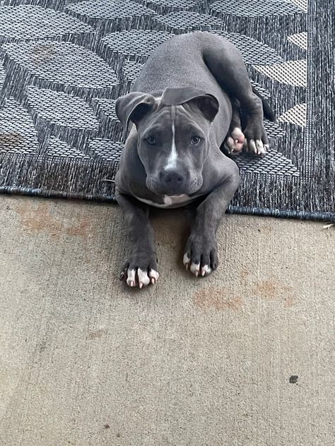 Bluenose Pitbulls, Grey Pitbull, Female Pitbull, Pit Bull Puppy, Pitbull Puppies For Sale, Blue Nose Pitbull, Mastiff Puppies, North Miami Beach, Pitbull Puppies