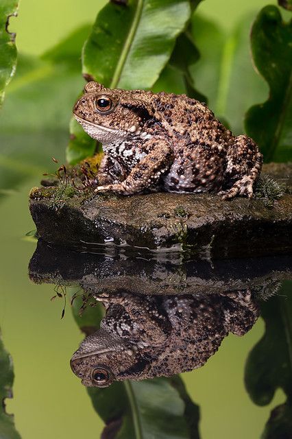 Common Toad, Salamanders, A Frog, Frog And Toad, Reptiles And Amphibians, Cute Frogs, Nature Journal, Nature Animals, Amphibians