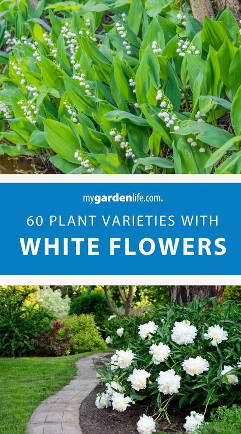 Showcase garden elegance with our guide to 60 Plants with White Flowers. Elevate your landscape with a curated selection of white flower varieties that exude timeless beauty. Find more flower gardening tips and flower varieties at MyGardenLife.com. White Perennial Flowers, Big White Flowers, White Plants, Memorial Flowers, Border Plants, Small White Flowers, Front Landscaping, Garden Oasis, Moon Garden