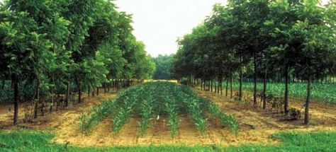 Roots Underground, Aqua Farm, Plants Under Trees, Orchard Tree, Natural Fence, Farm Layout, Permaculture Gardening, Permaculture Design, Market Garden