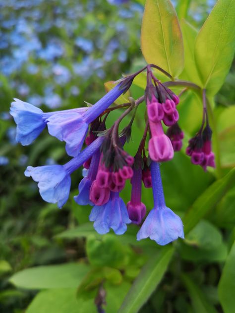 Bluebell Wedding, Mertensia Virginica, Plant Reference, Spring Blooming Flowers, Virginia Bluebells, Nature Artwork, Passion Project, Garden Of Eden, All Flowers