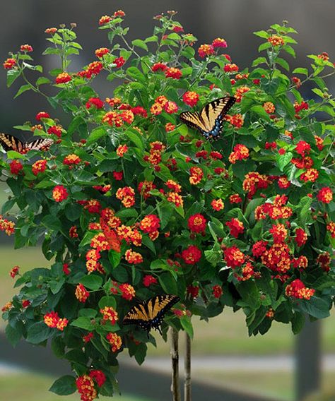 Another great find on #zulily! ‘Dallas Red’ Lantana Tree by Cottage Farms Direct #zulilyfinds Lantana Tree, Limelight Hydrangea Tree, Red Lantana, Hydrangea Tree, Limelight Hydrangea, Garden Retreat, Making Plant Pots, Gardening Design, Future Garden